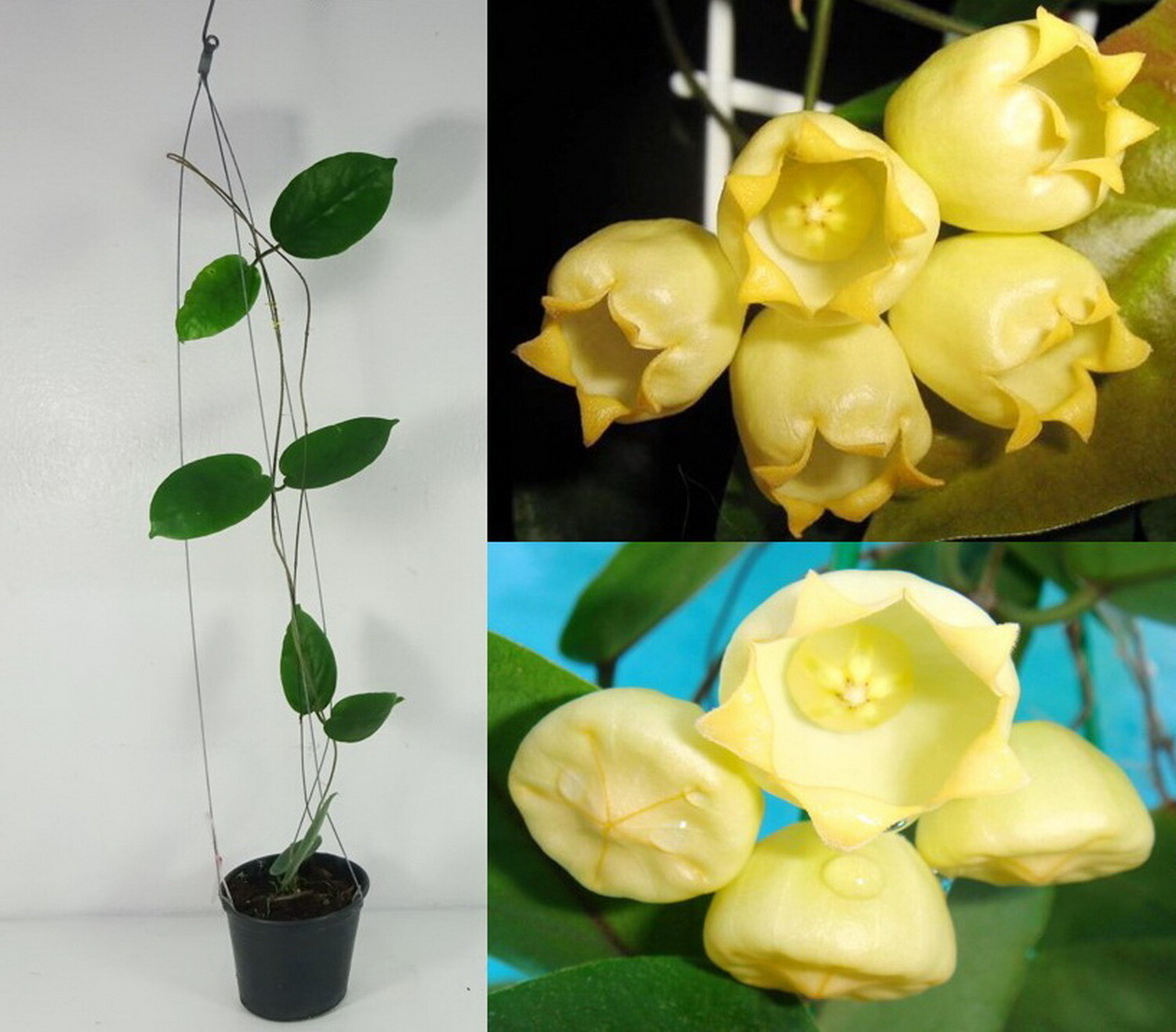 Hoya inflata - rooted cutting - Tropics @Home