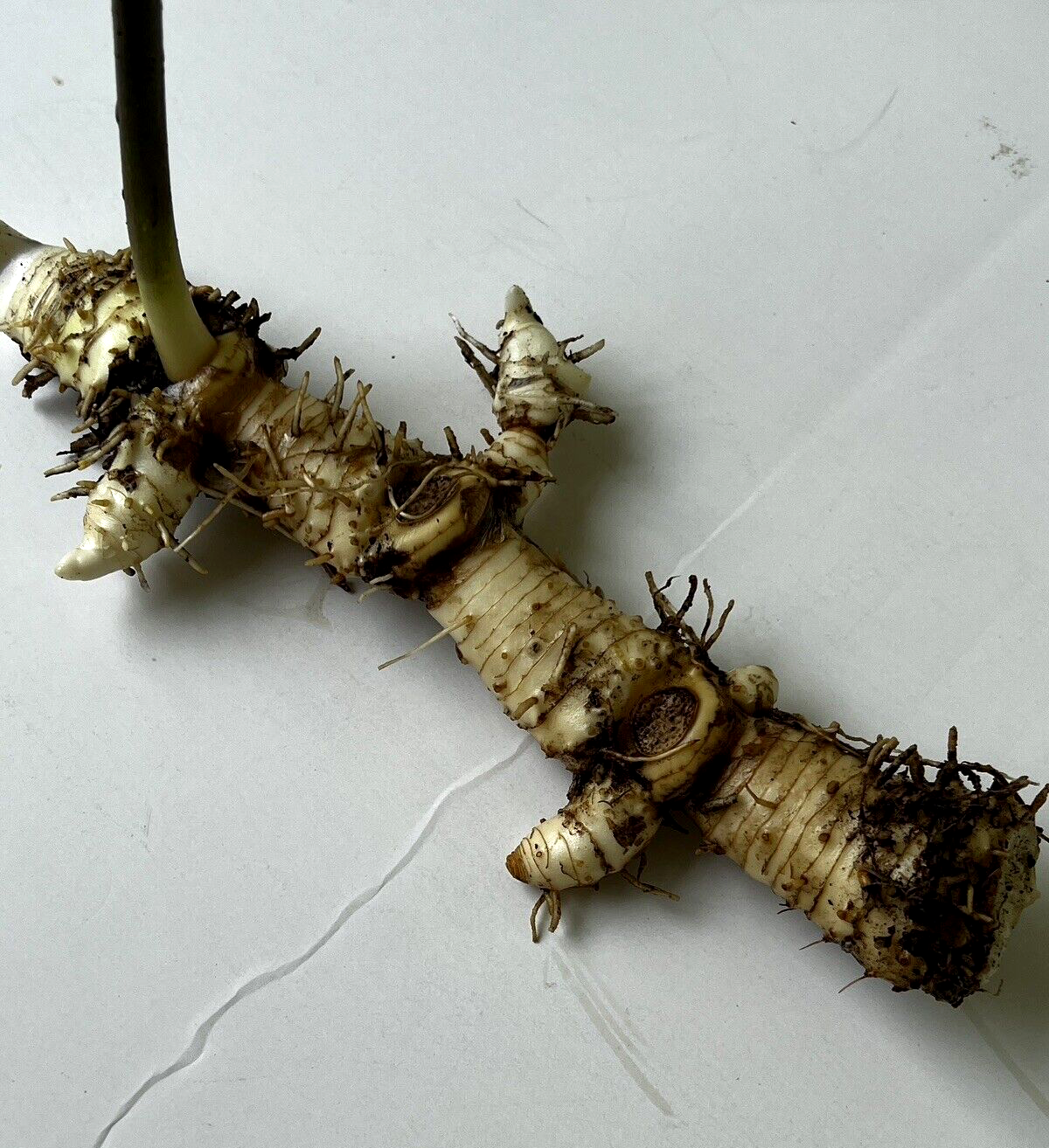 5 True Solomon's Seal Polygonatum Medicinal Woodland Wildflower Plants 玉竹