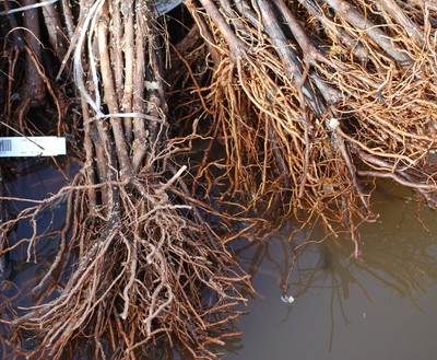 1c Seedless Grape Plant - 2 Year Organic Grown - Great Time to Plant