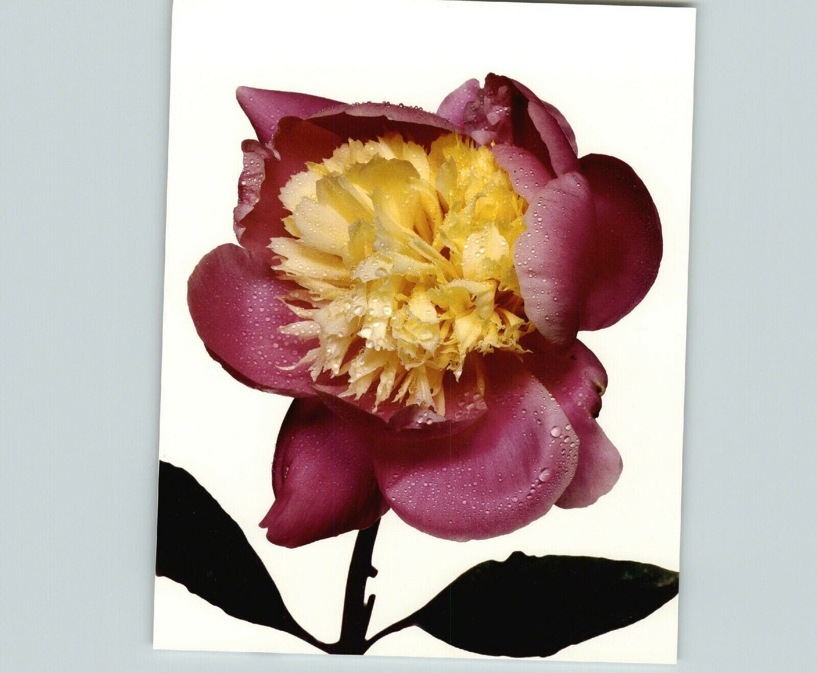 1980 Irving Penn ORIGINAL Westener Peony Flower Art Photo 11 1980 Irving Penn ORIGINAL Westener Peony Flower Art Photo 11
