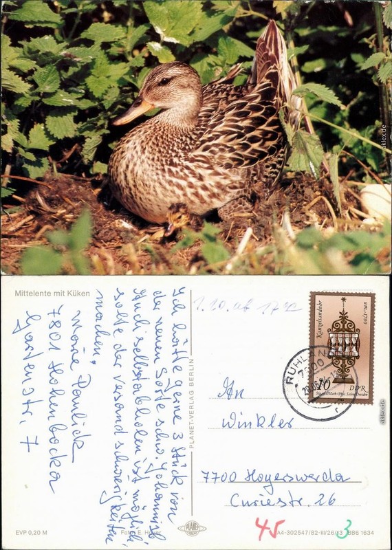 Ansichtskarte  Tiere - VÃ¶Gel - Mittelente Mit KÃ¼Cken 1982