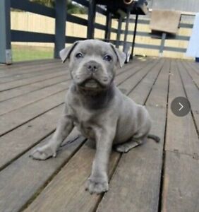 blue english staffy pups for sale