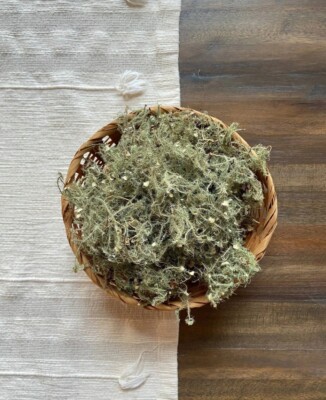 Fresh Harvested Usnea Lichen Sustainably Wildcrafted