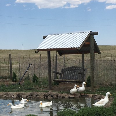 6 ~ NPIP~ Purebred Pekin Duck - Fresh & Fertile Hatching Eggs