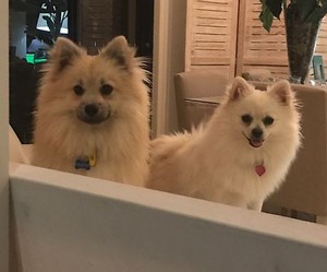 pomeranian | Dogs & Puppies | Gumtree Australia Free Local ...