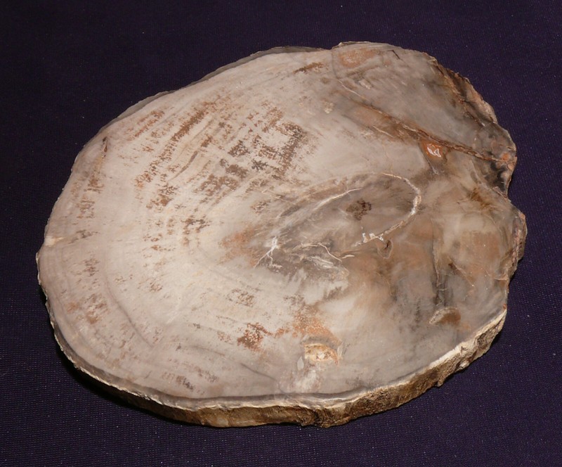 Bois FossilisÃ© Madagascar Surface Poli 303g 115x100x15mm Four CheminÃ©E DÃ©Cor