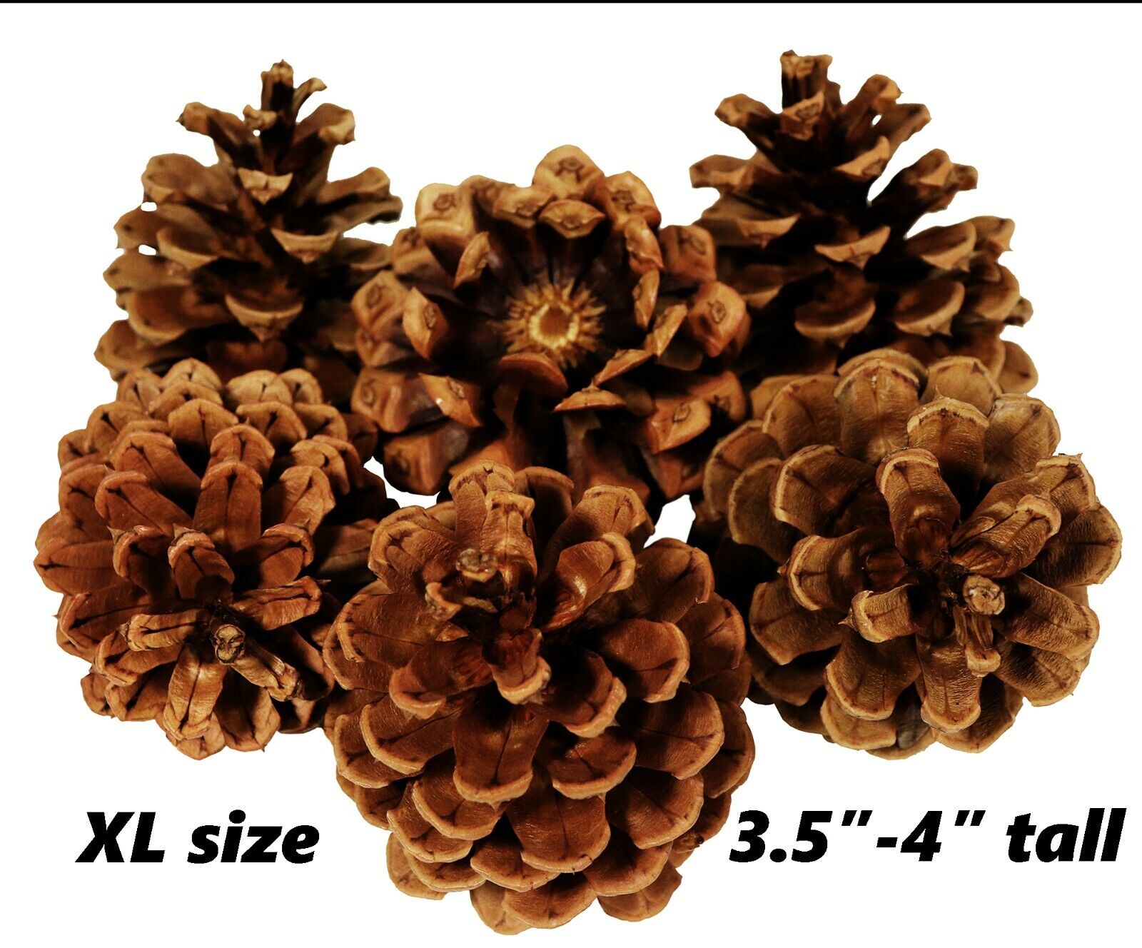 Lot of 50 - Oregon Ponderosa Pine Cones Organic Natural XL Siz...