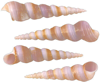 24 Purple Turretella Shells (2-3'') Seashells for Crafts and Coastal Decor