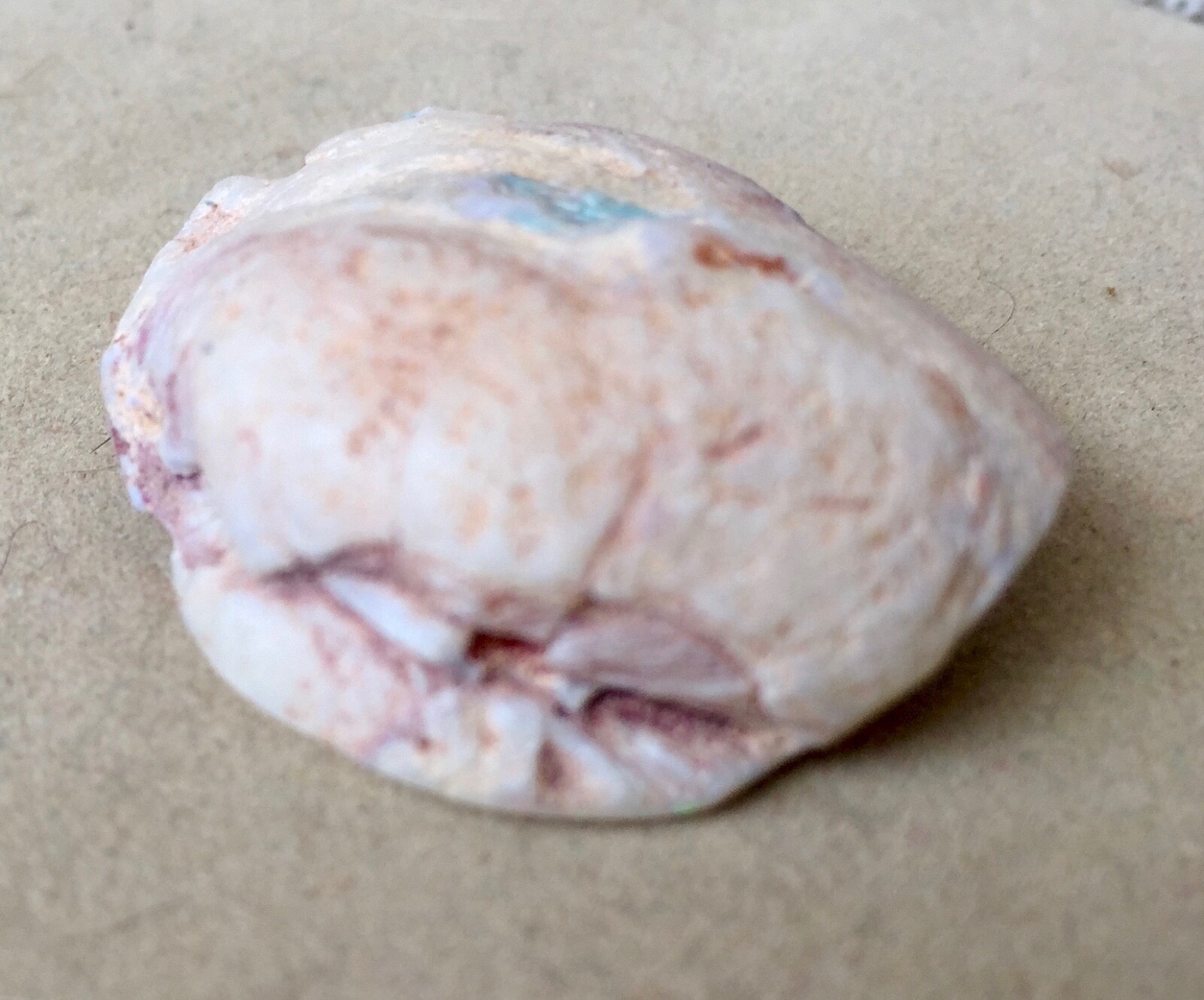 Australian Opal Fossil Shell 1 1/2
