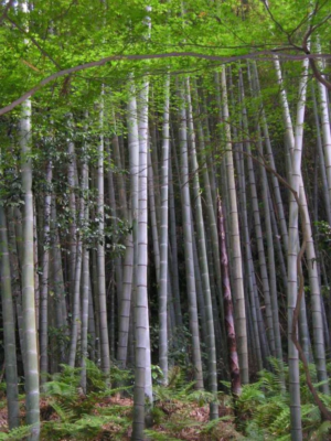 Phyllostachys Edulis Moso Bamboo Giant 1 Package eBay