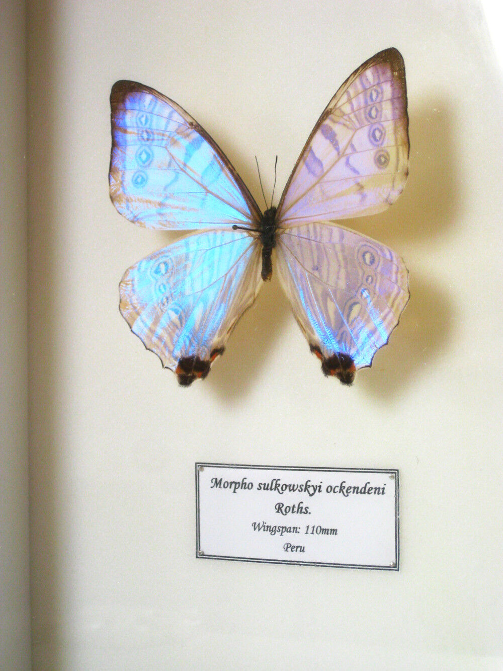 ::REAL MOTHER OF PEARL PERUVIAN BUTTERFLY MORPHO SULKOWSKYI OCKENDENI FRAMED