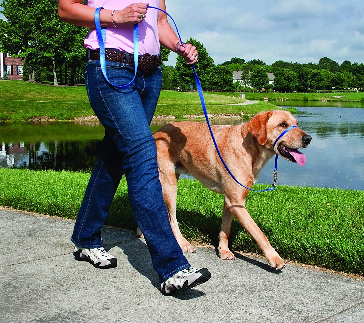 PetSafe Gentle Leader Head Collar with Training DVD, Medium, Royal Blue