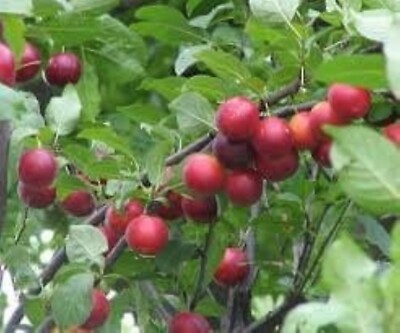 Prunus cerasifera 1 year old plant well rooted, sent bare root, cherry plum