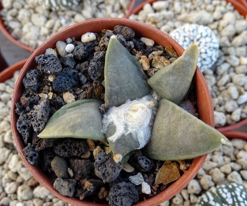 Ariocarpus Furfuraceus San Tiburcio Al396  Cactus Copiapoa Kakteen Cacti N.1