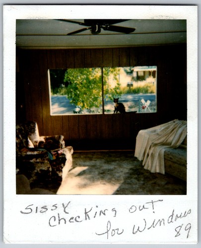 Vtg Polaroid Snapshot Photo Sissy Cat Looking Out Window Living Room 1989