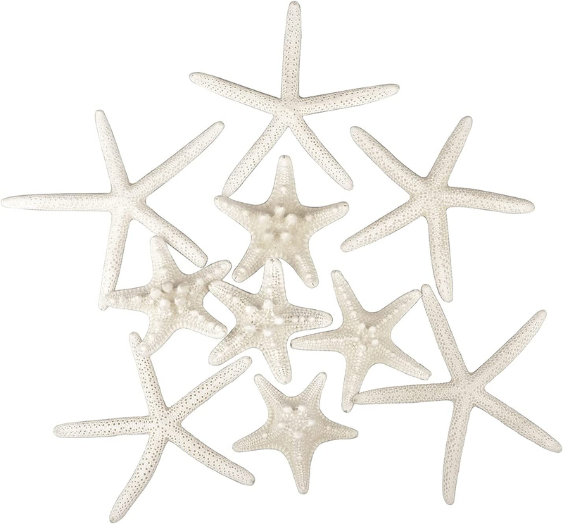 12 PCS Starfish 2-6 Inch Mixed Starfish Natural Seashells Starfish Star Fish She