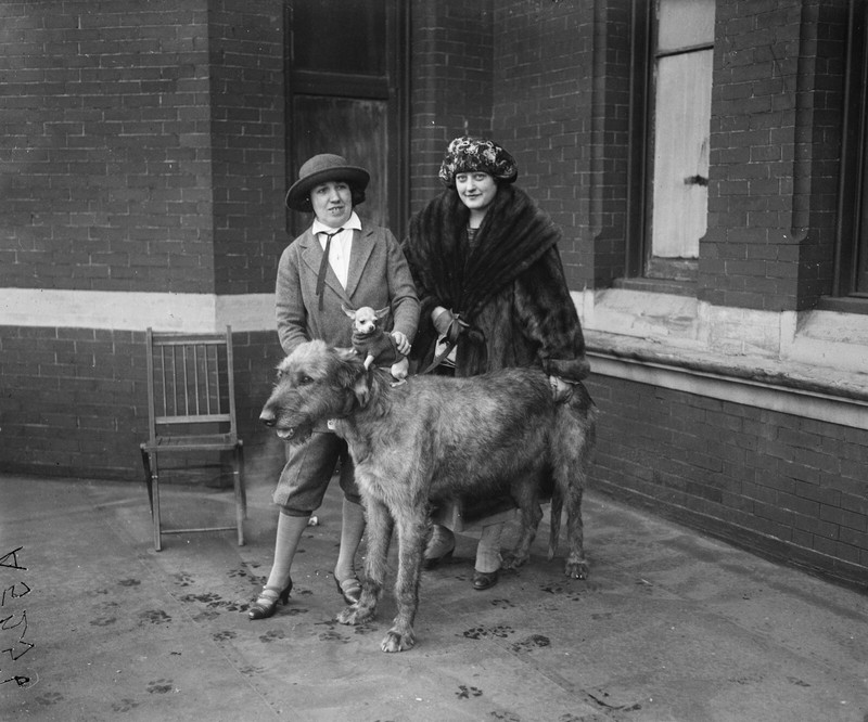 Dog Show, 1920's, DC Area, Largest & Smallest Dogs New