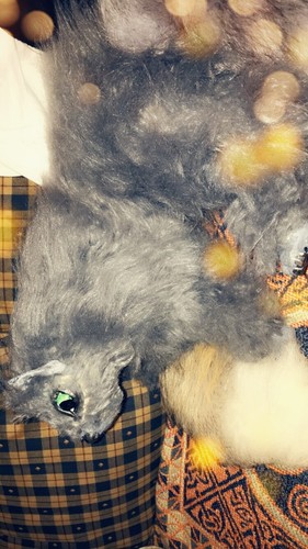 ooak art doll kitten/cat