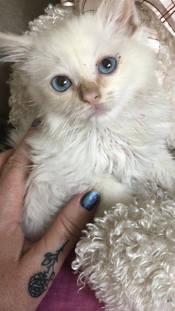 Ragdoll Flame Point Kittens Cats Kittens Gumtree Australia