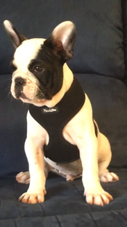 french bulldog puppies puppy dogs australia