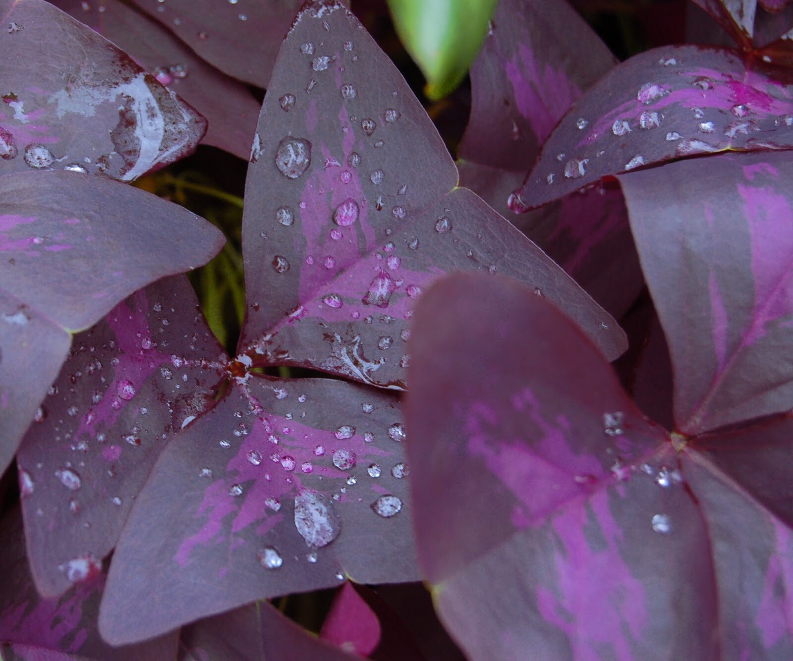 Oxalis 