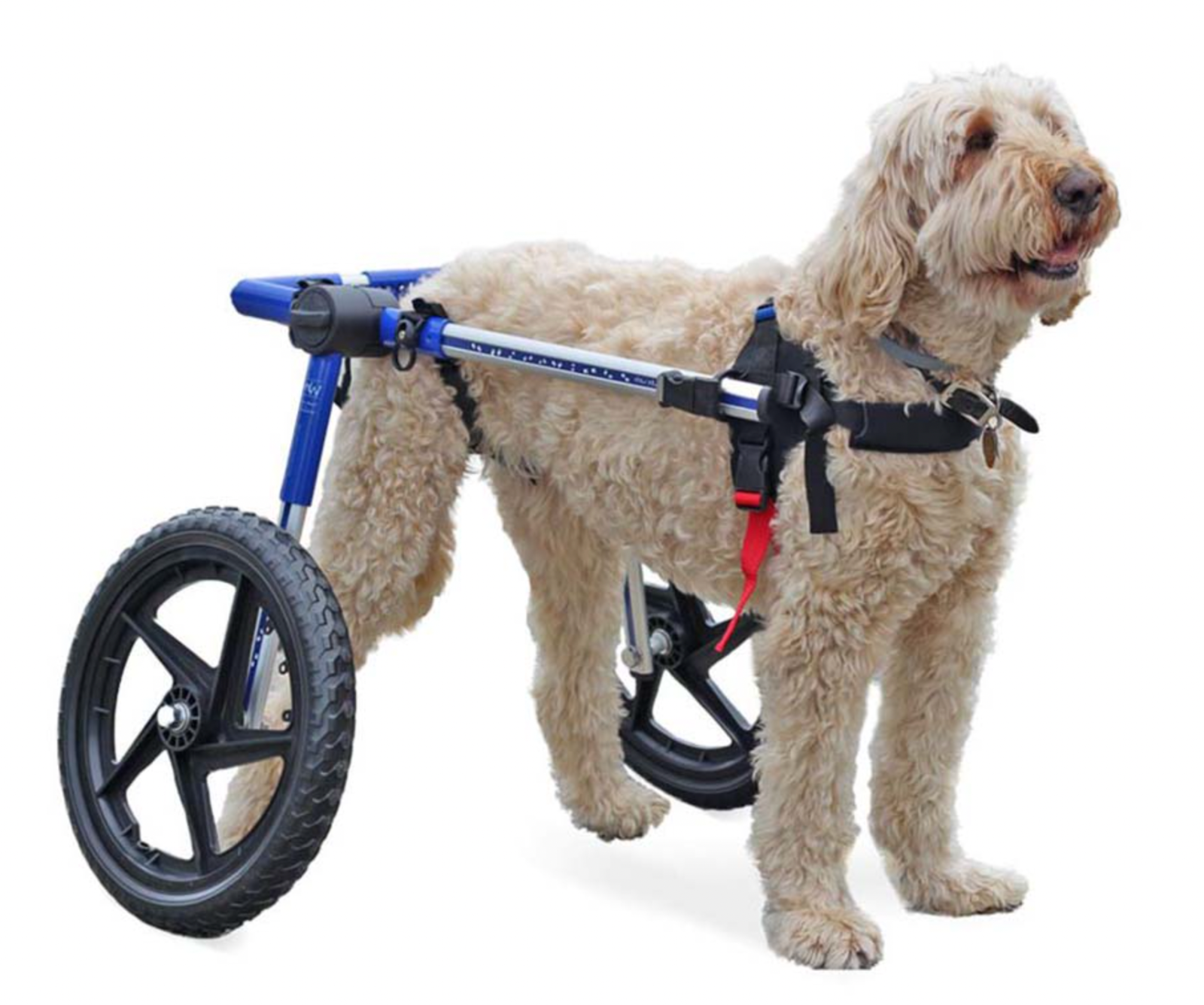 Коляска для собак инвалидов. Инвалидная коляска для собак walkin wheels. инвалидные коляски dog wheelchairs. коляска для собак walkin&#039; wheels. коляски для собак инвалидов крупных пород.
