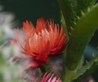 Foto dell'oggetto di un acquirente verificato