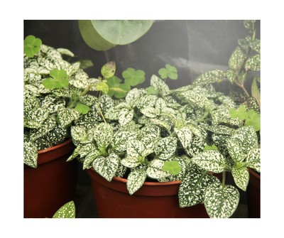 Miracle LED 4-Foot Full Spectrum Hanging Grow Light
