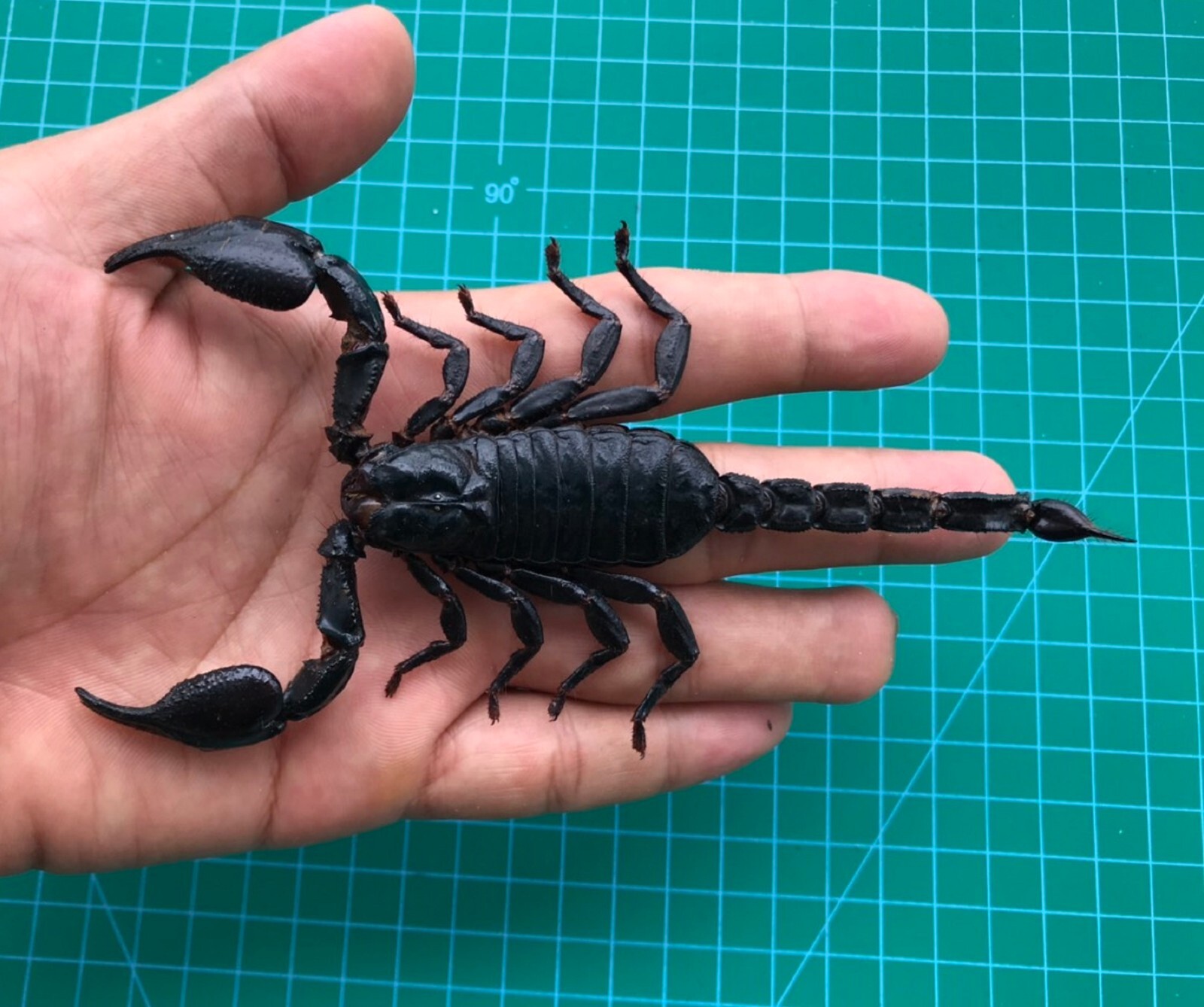 15 Beetle Scorpion Insects Bugs Real Taxidermy Dried Oddities Decor