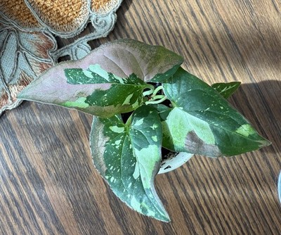 Zdjęcia przedmiotu od zweryfikowanego kupującego