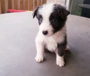 Pure Breed Long Haired Border Collie Puppies Males Only Dogs