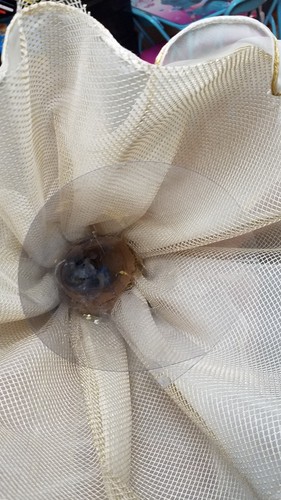 ANNETTE FUNICELLO TATIANA BEAR Limited Edition of 75 Extremely Rare