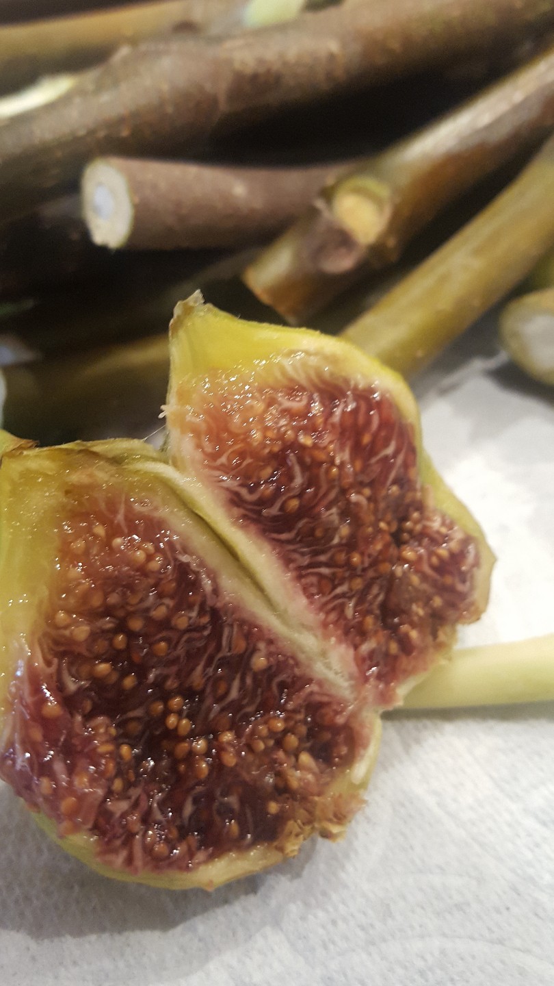 “30”Fig Tree cuttings 