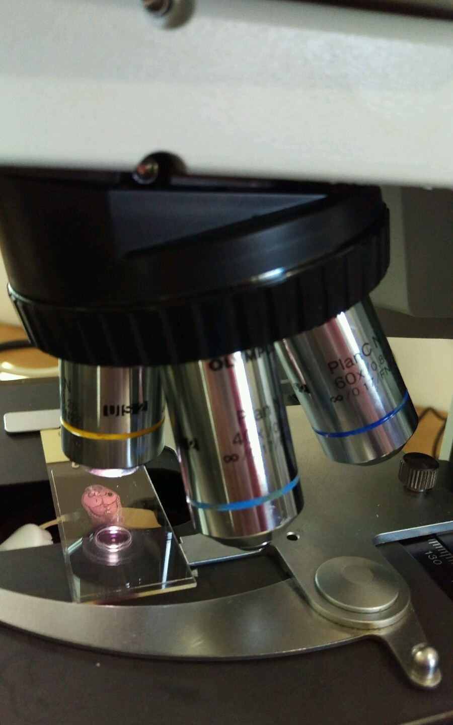 Olympus Microscope BX41 Front to Back Bridge, 2X Objective and HD Camera