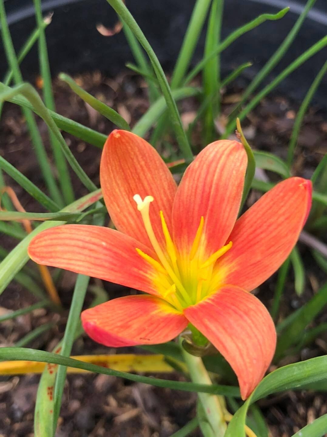 【Lily】 Pre-order Longfield Gardens Lily Collections, 40-bulbs | Costco