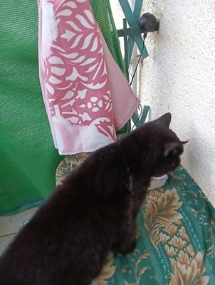 Foto dell'oggetto di un acquirente verificato