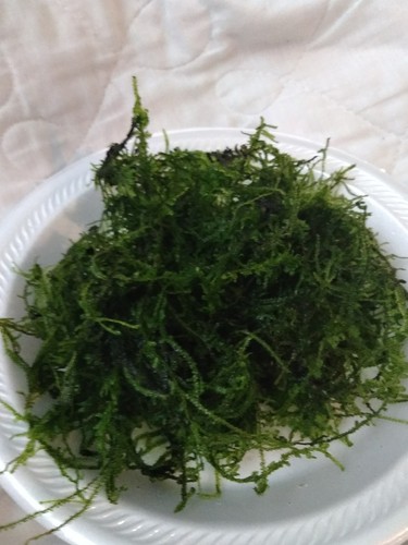 Java Moss Freshwater Live Aquarium Plants Vesicularia Dubyana Fern Shrimp Fish
