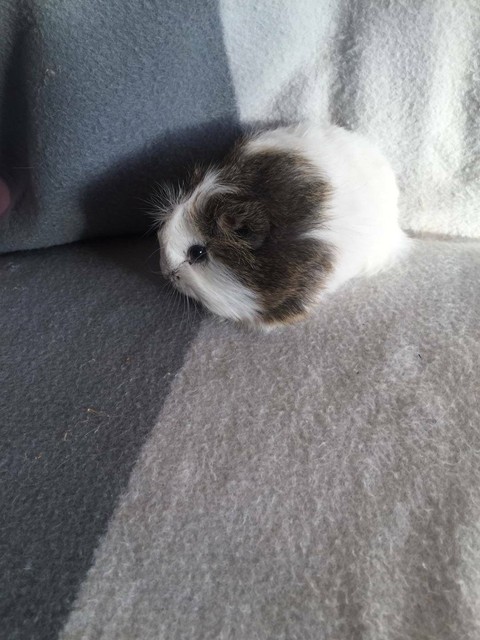 guinea pig | Other Pets | Gumtree Australia Swan Area - Ballajura