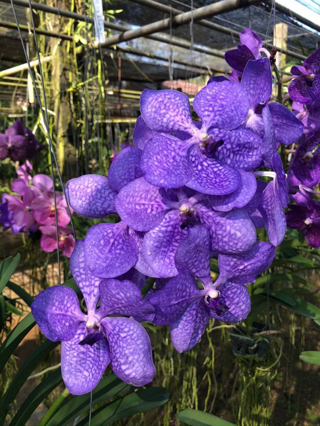 J.P. Feyt – Fiesta Vanda Vanda Orchid plant species + PHYTO