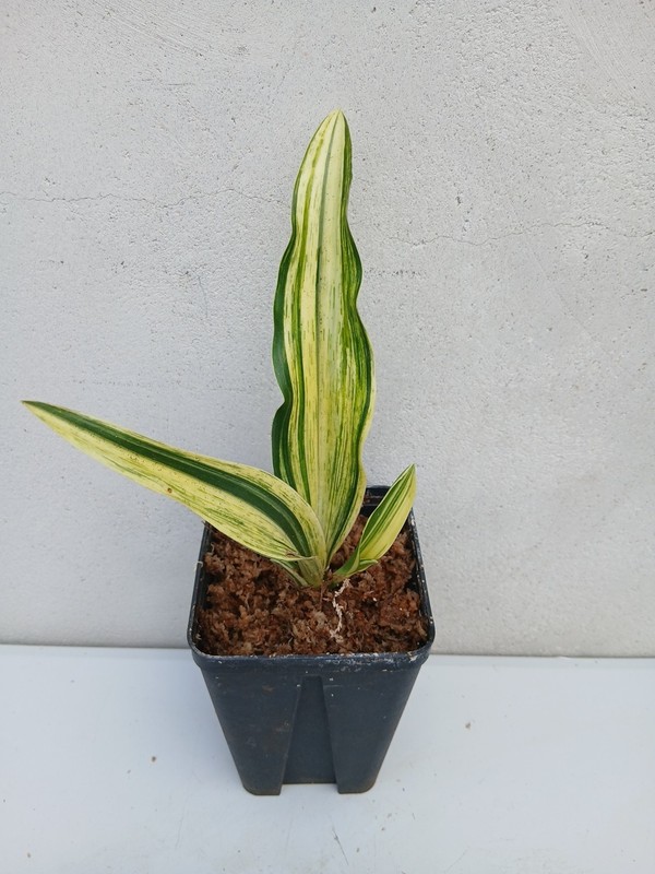 Rohdea Japonica 
