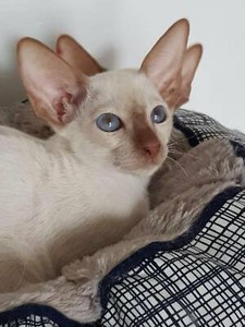 devon rex gumtree