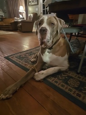 Artikelfoto(s) von einem verifizierten Käufer