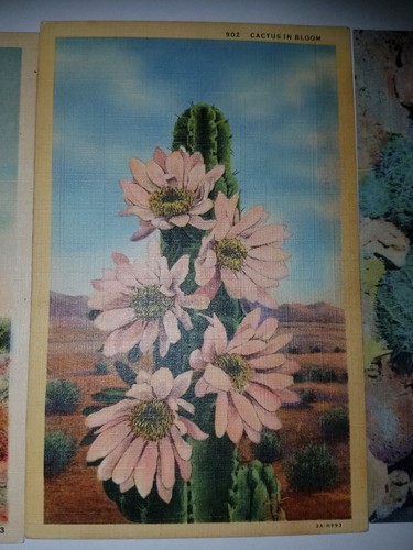 Vintage Set of 3 Floral Cactus Postcards *UNUSED*