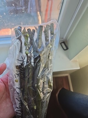 Artikelfoto(s) von einem verifizierten Käufer