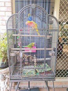 lorikeet cage