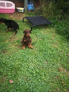 doberman gumtree