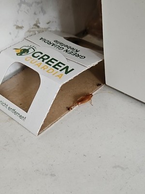 Artikelfoto(s) von einem verifizierten Käufer