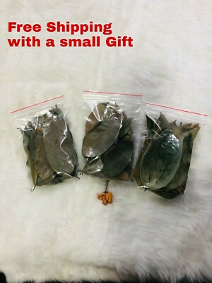 Dehydrated Mango Leaves Dried Mango Leaves Mango Leaf