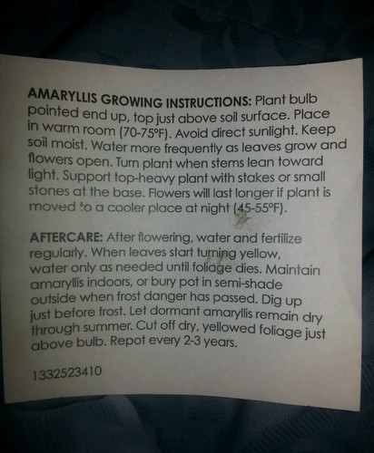 Fresh STRIPPED Amaryllis bulb Red 22/24cm Great GIFTS FOR EVERYONE