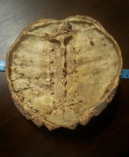 Old Snapping Turtle Shell Taxidermy